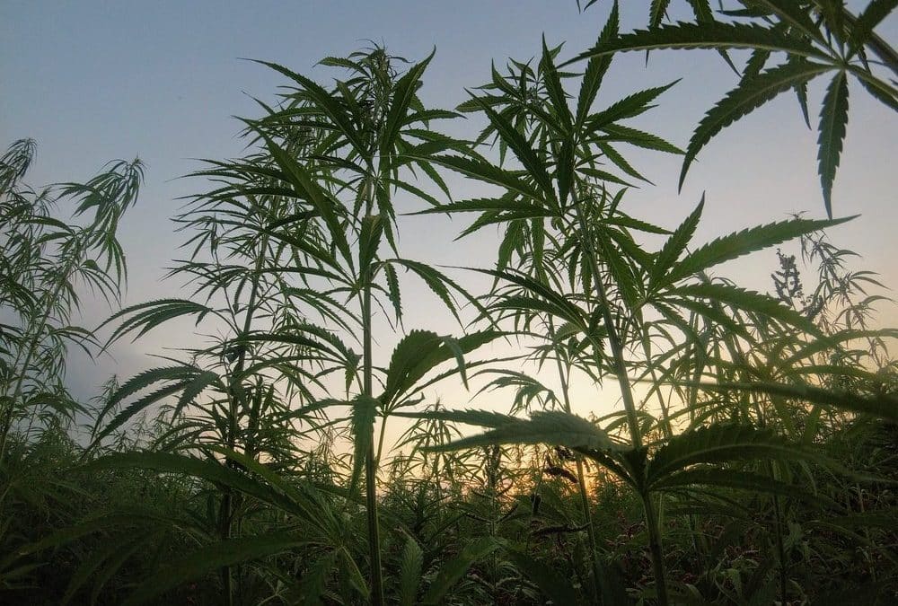Hemp’s Legal Now, But CBD Still Faces an Uphill Battle