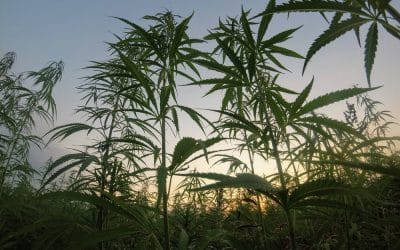 Hemp’s Legal Now, But CBD Still Faces an Uphill Battle