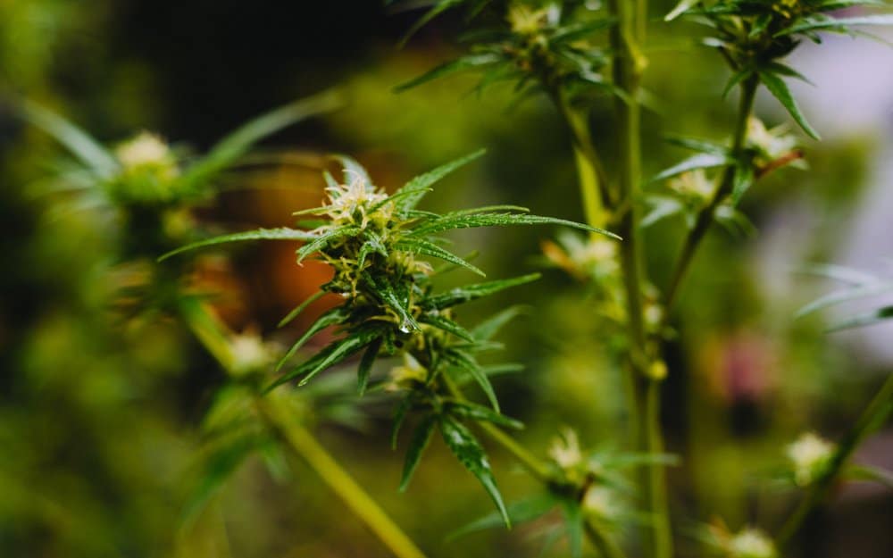 Ohio Legalizes Hemp, CBD