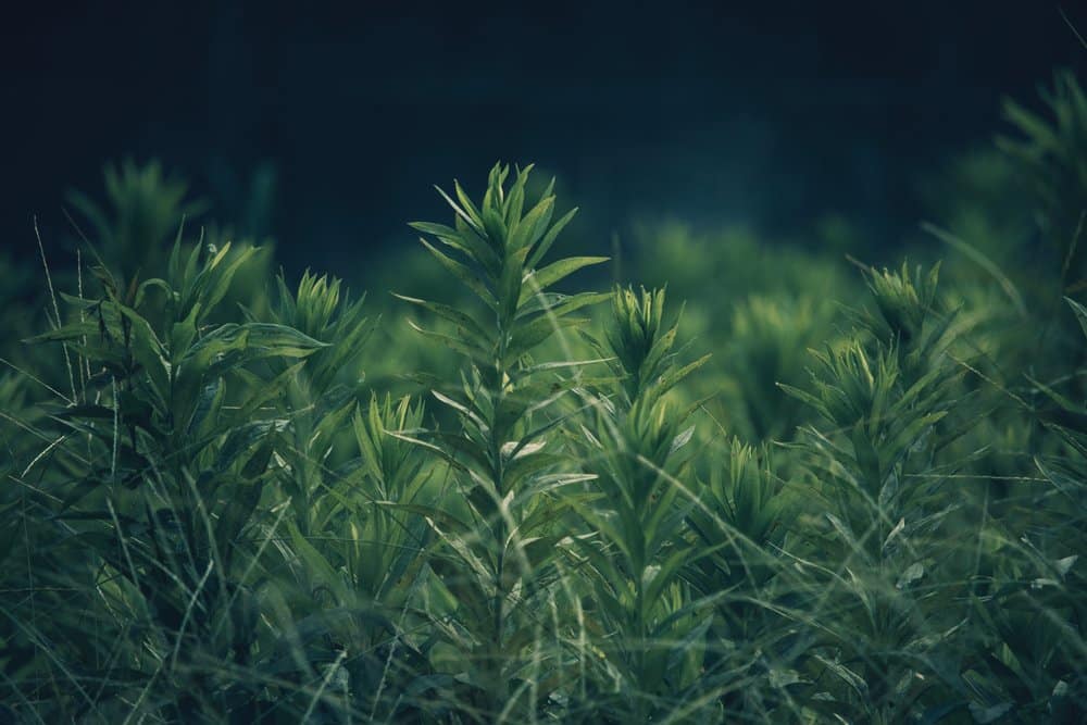 CBD: The New ‘Green’ Rush