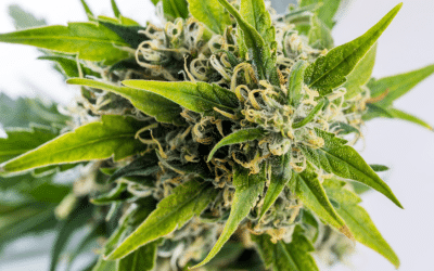 Cannabis Oil: chemical evaluation of an upcomingcannabis-based medicine