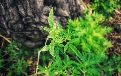 Cannabis analysys in pakistan