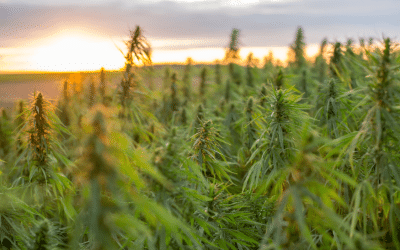 Biosynthesis of Phytocannabinoids and Structural Insights: A Review