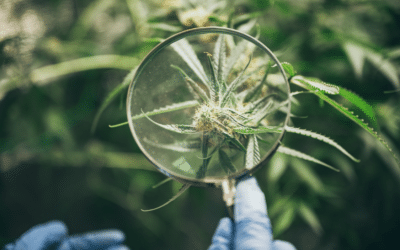 Chemistry and Analysis of Phytocannabinoids and Other Cannabis Constituents