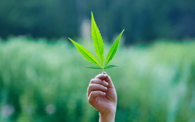 Therapeutic Efficacy of Cannabidiol (CBD): A Review of the Evidence from Clinical Trials and Human Laboratory Studies