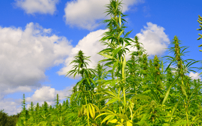 Hemp Husbandry 2