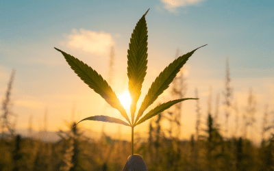 A Chemotaxonomic Analysis of Cannabinoid Variation in Cannabis