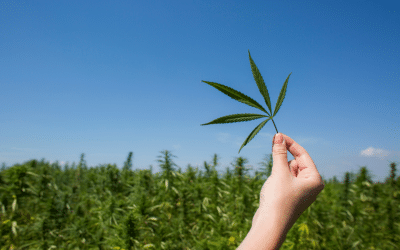 The Volatile Oil Composition of Fresh and Air-Dried Buds of Cannabis Sativa